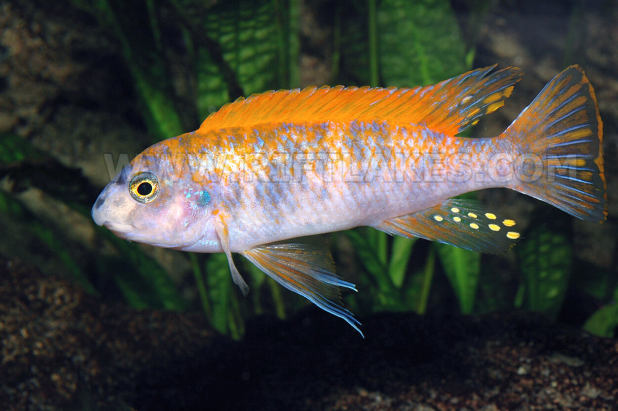 Labeotropheus trewavasae, Thumbi West Island