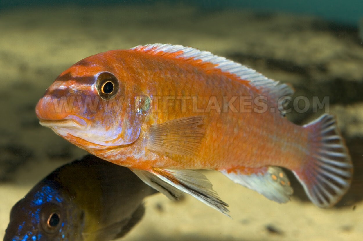 Labeotropheus trewavasae, Chilumba