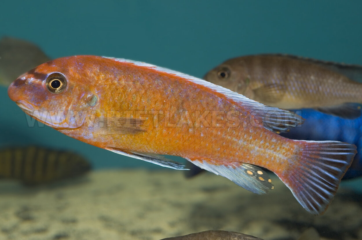 Labeotropheus trewavasae, Chilumba