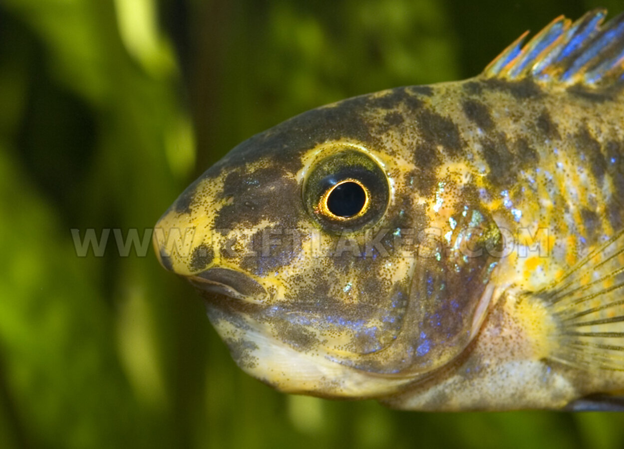 Labeotropheus trewavasae, Thumbi West Island