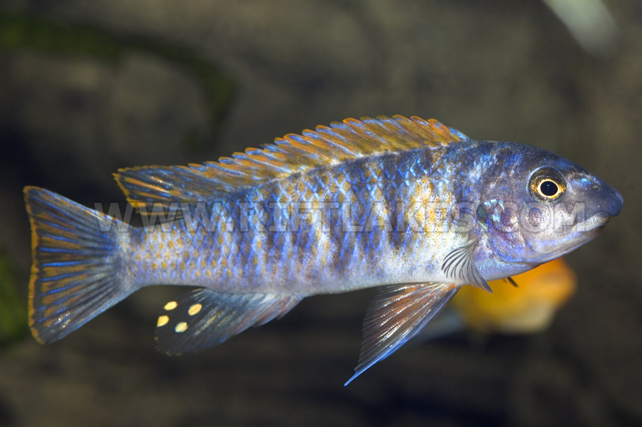 Labeotropheus trewavasae, Thumbi West Island