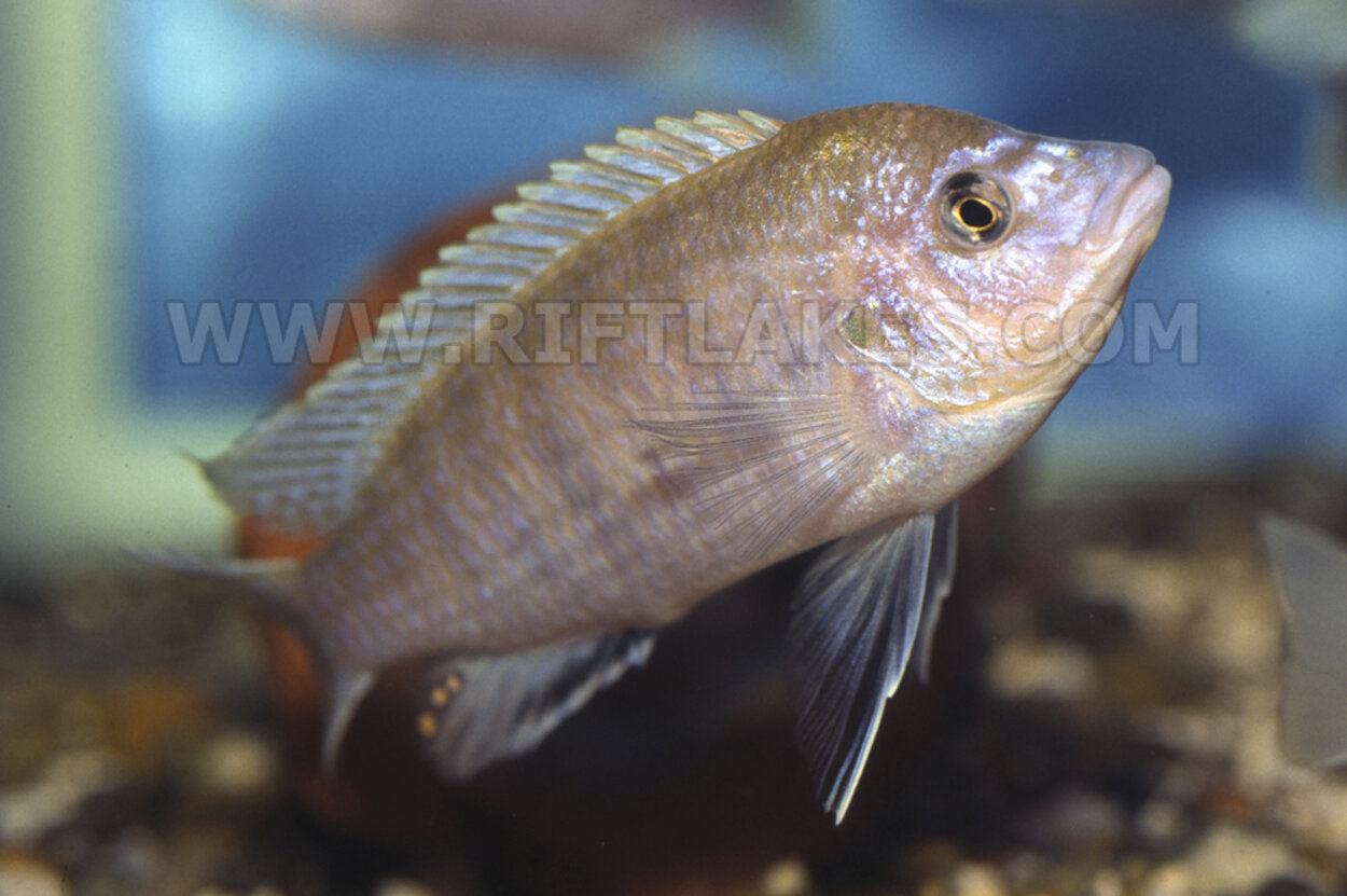 Labidochromis sp. "caeruleus purple longnose", Metangula