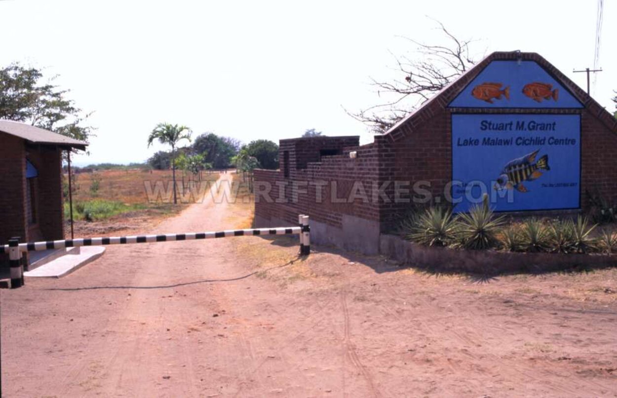 Lake Malawi Cichlid Centre