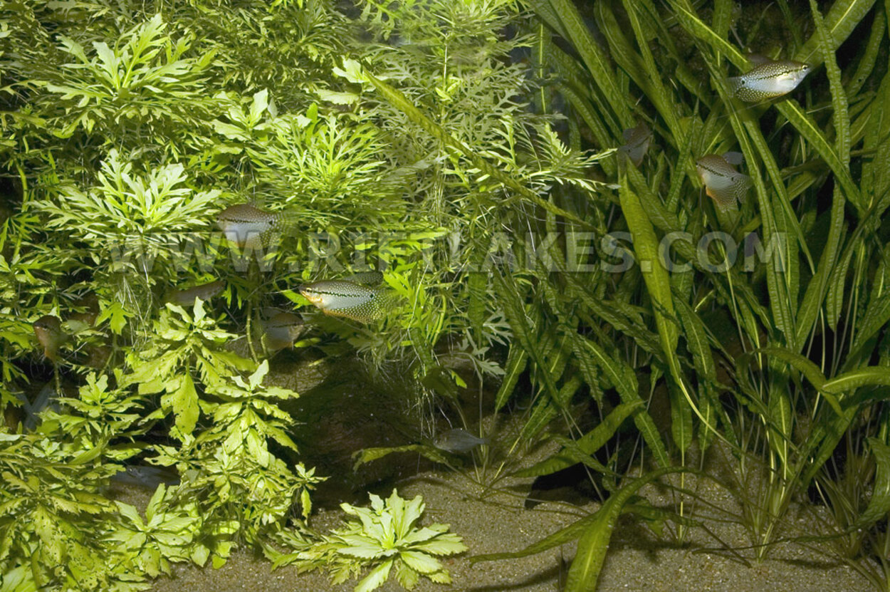 Akvarium med bl a Mosaikgurami