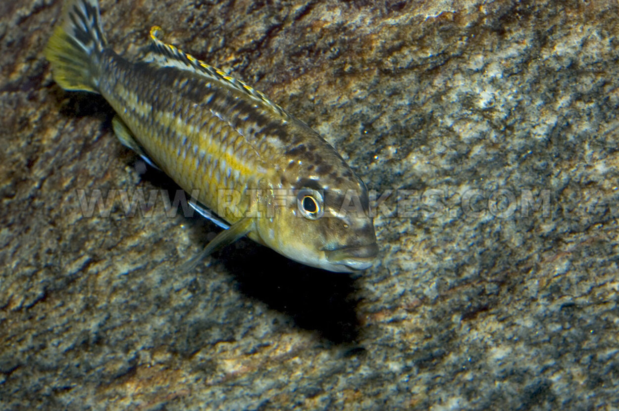 Melanochromis auratus