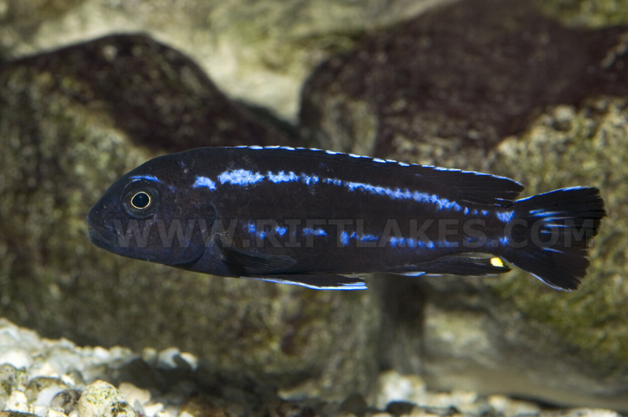 Melanochromis cyaneorhabdos