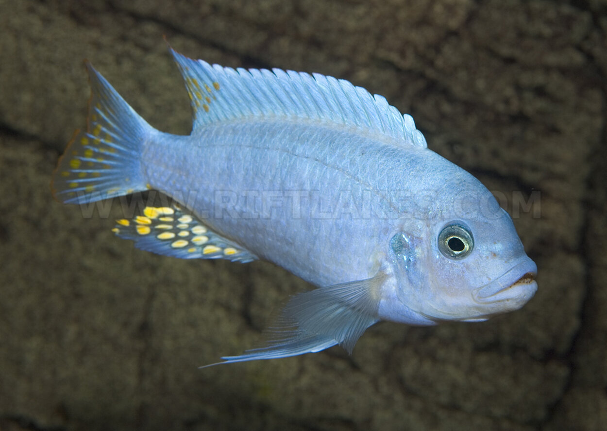 Metriaclima estherae, Minos Reef