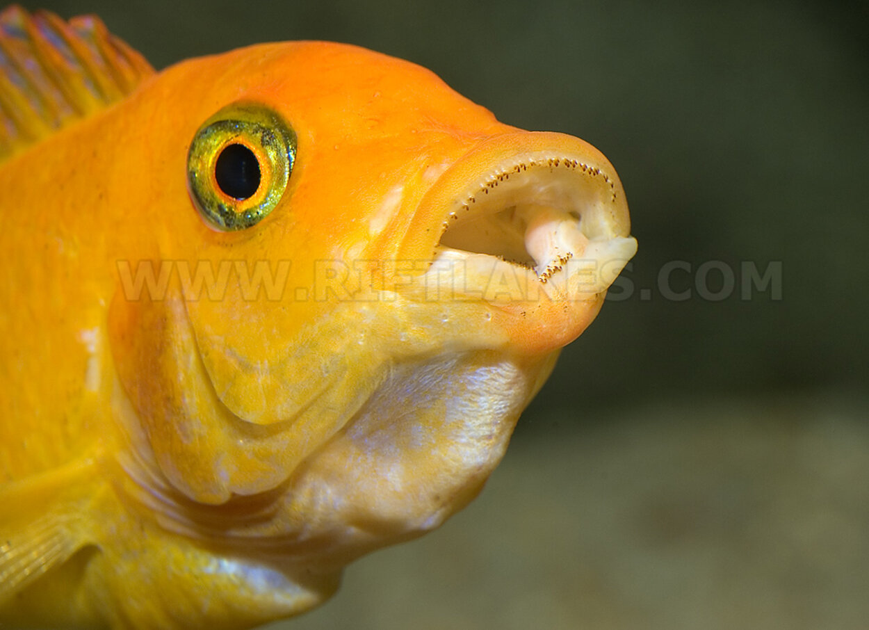 Metriaclima estherae, Minos Reef