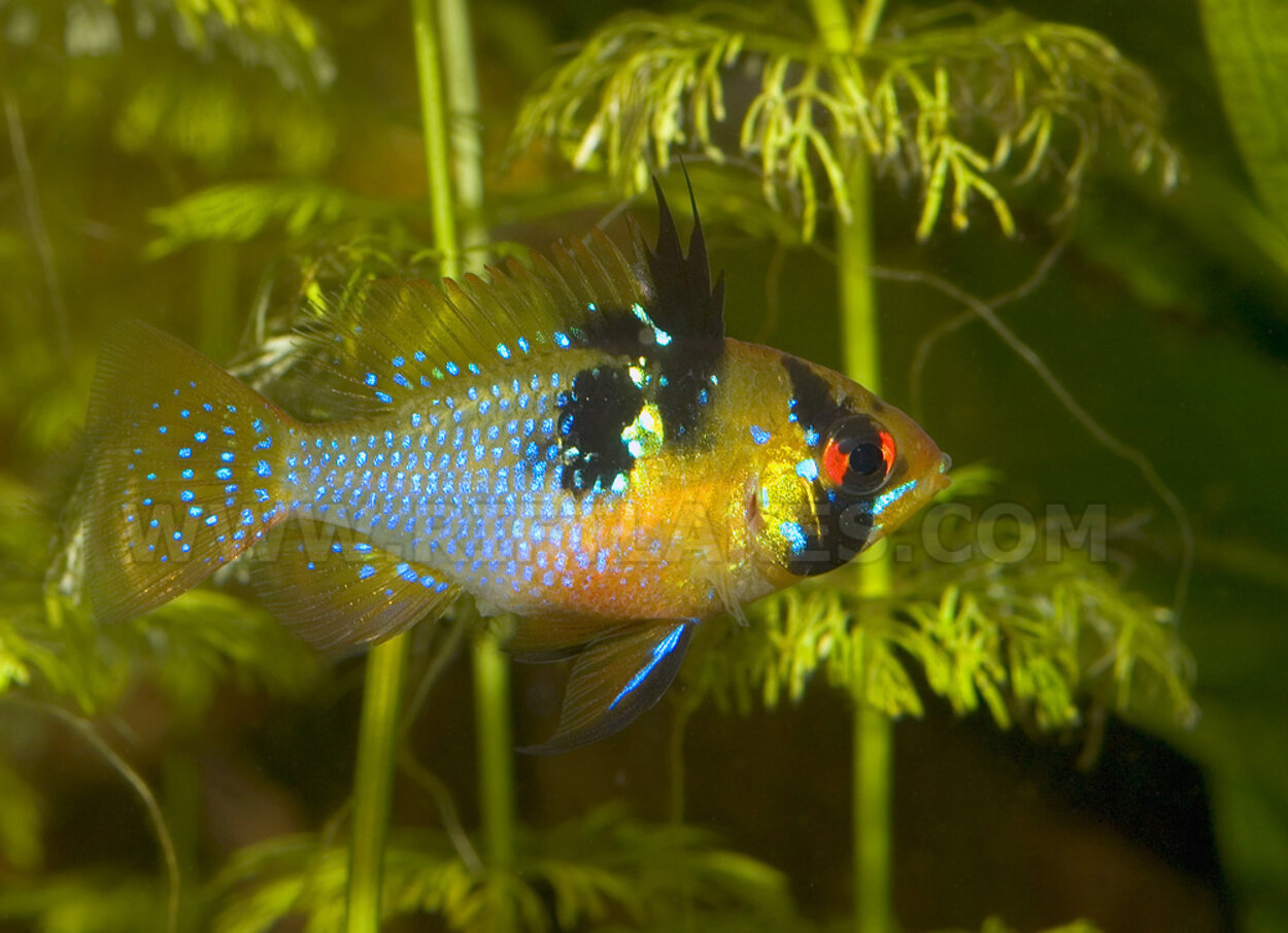 Mikrogeophagus ramirezi