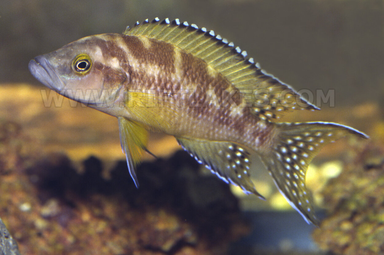 Neolamprologus buescheri