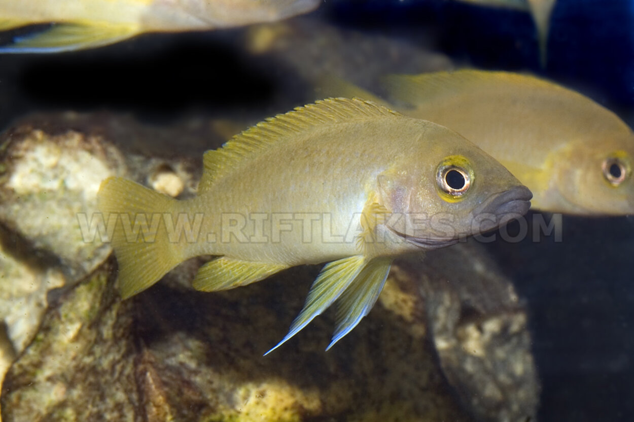 Neolamprologus leleupi "ochre congo"