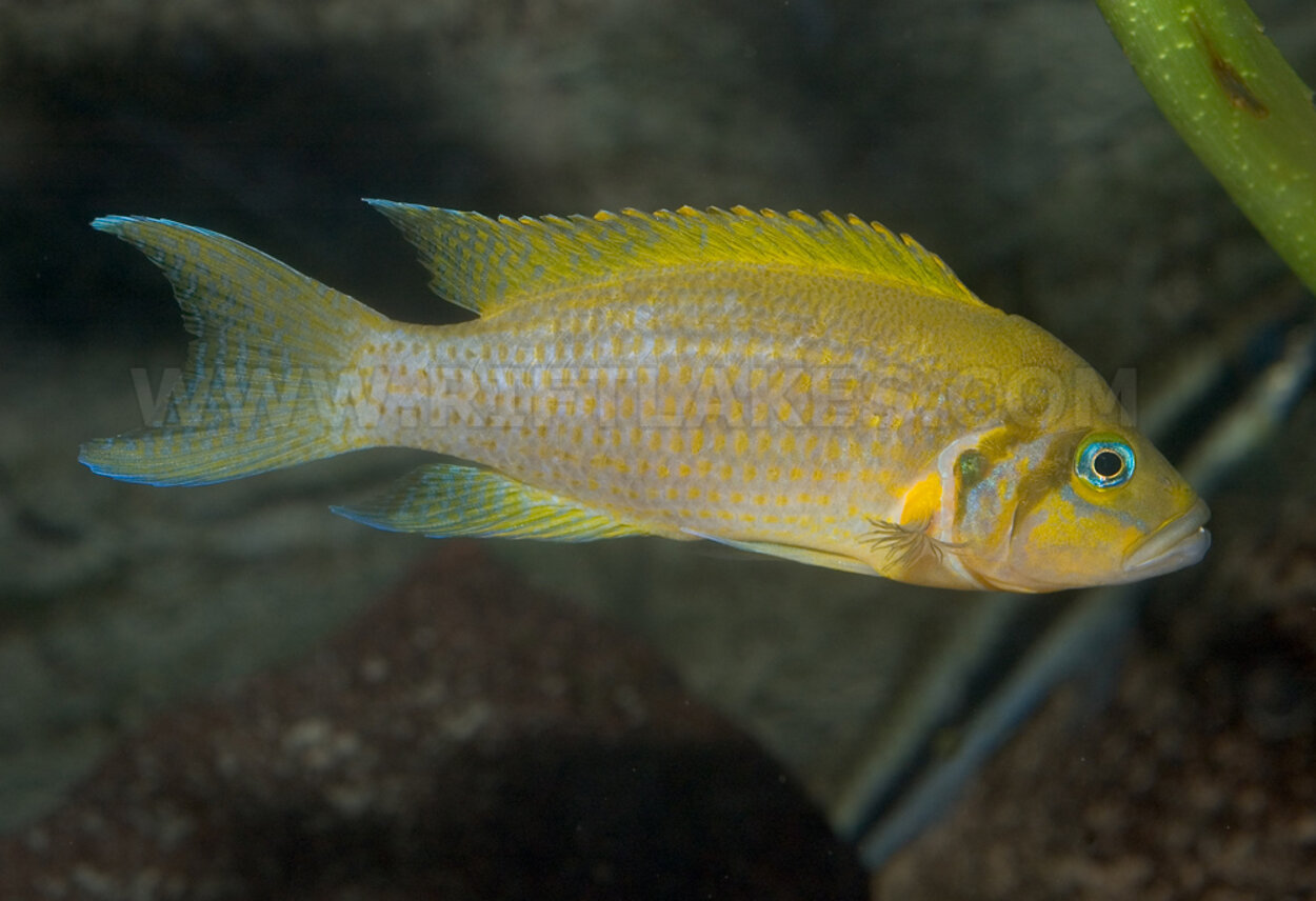 Neolamprologus pulcher, Kalambo