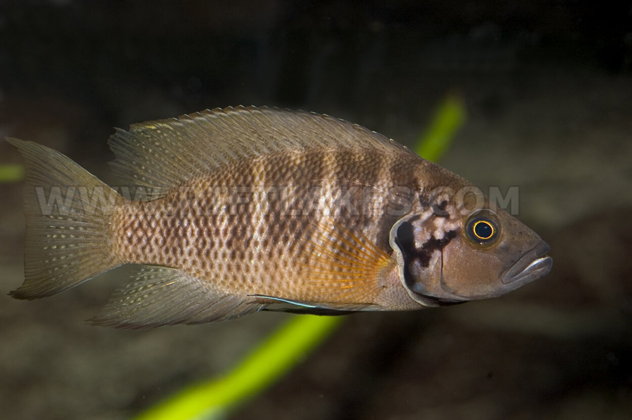 Neolamprologus savoryi