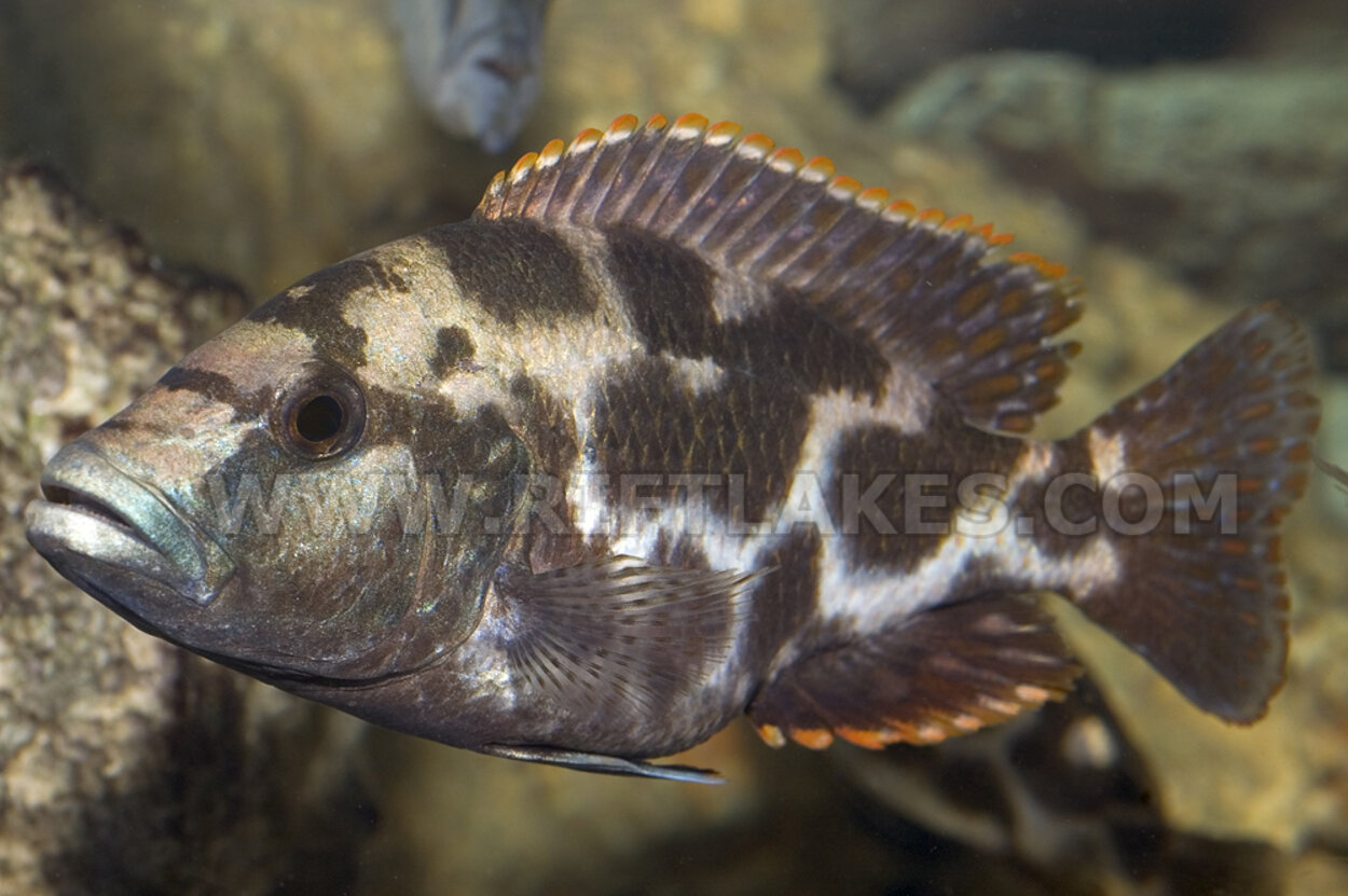 Nimbochromis livingstonii