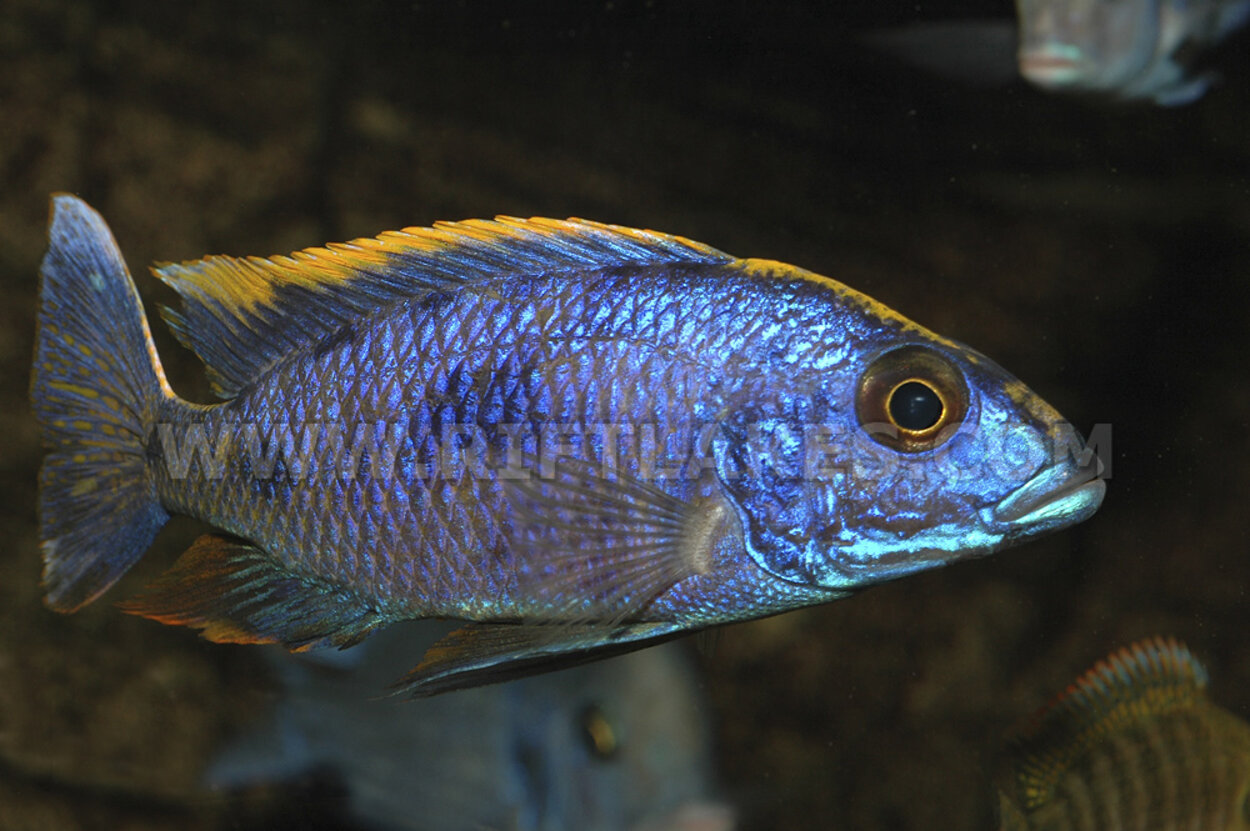 Otopharynx lithobates, Zimbawe Rock