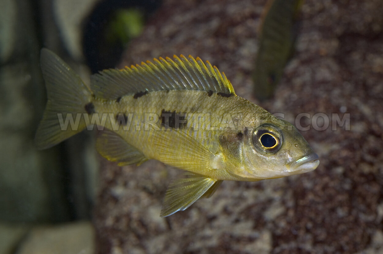 Otopharynx lithobates, Zimbawe Rock