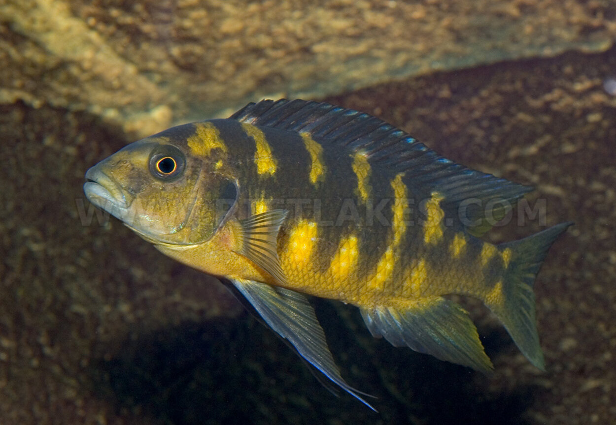 Pseudotropheus crabro