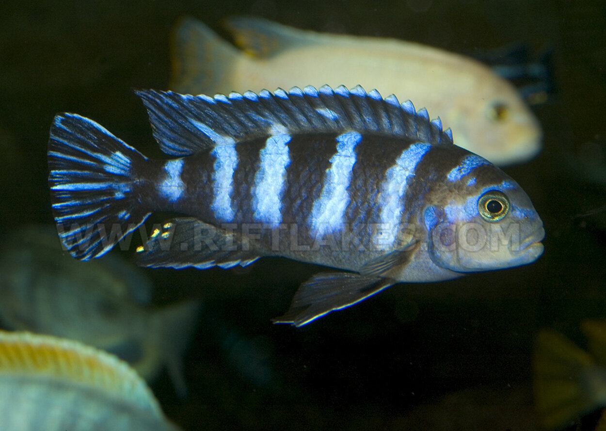 Pseudotropheus demasoni