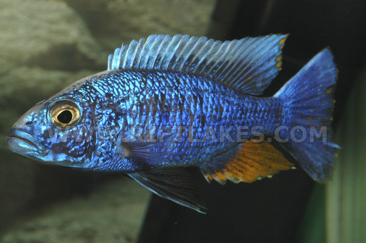 Sciaenochromis fryeri