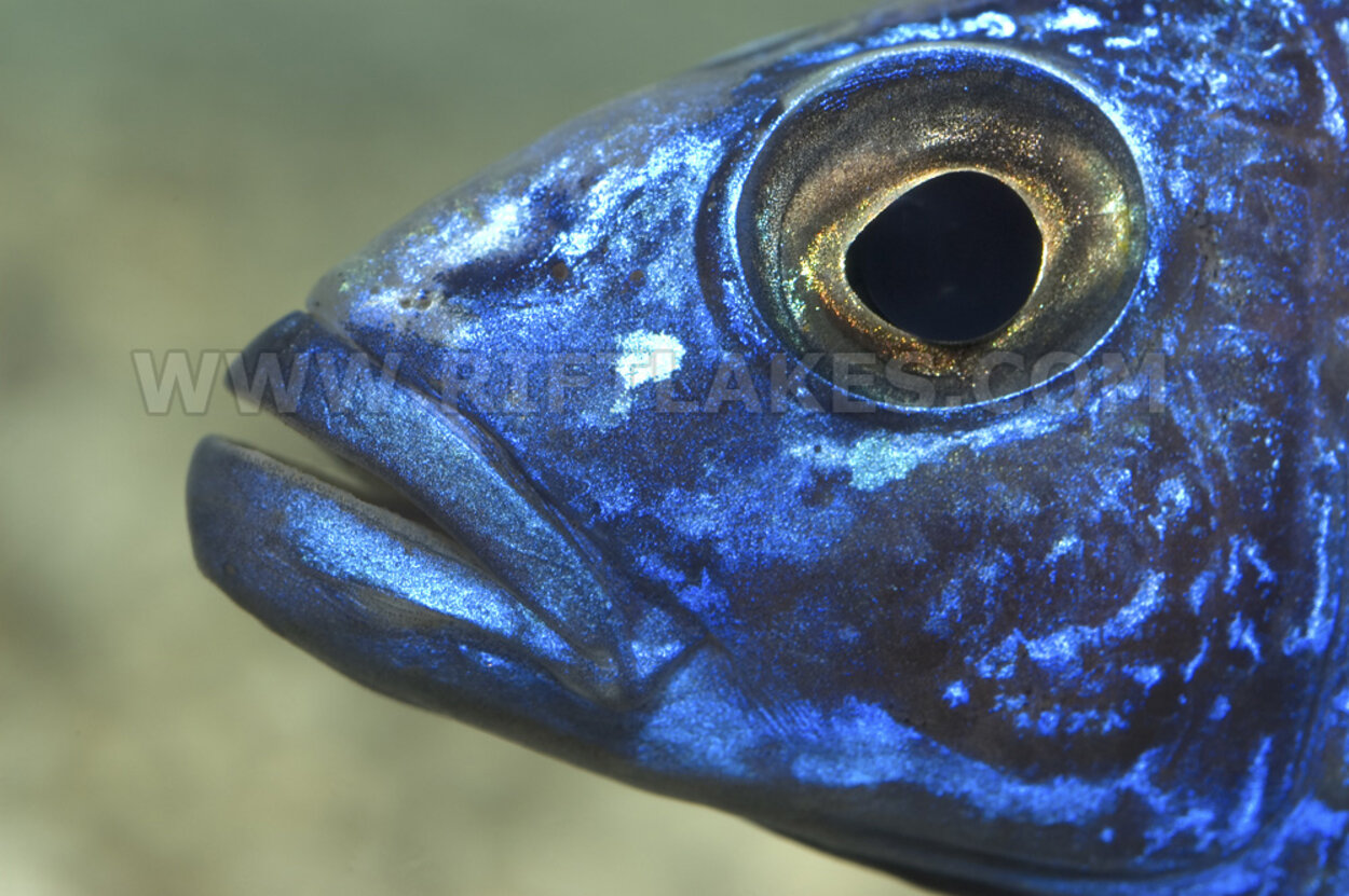 Sciaenochromis fryeri