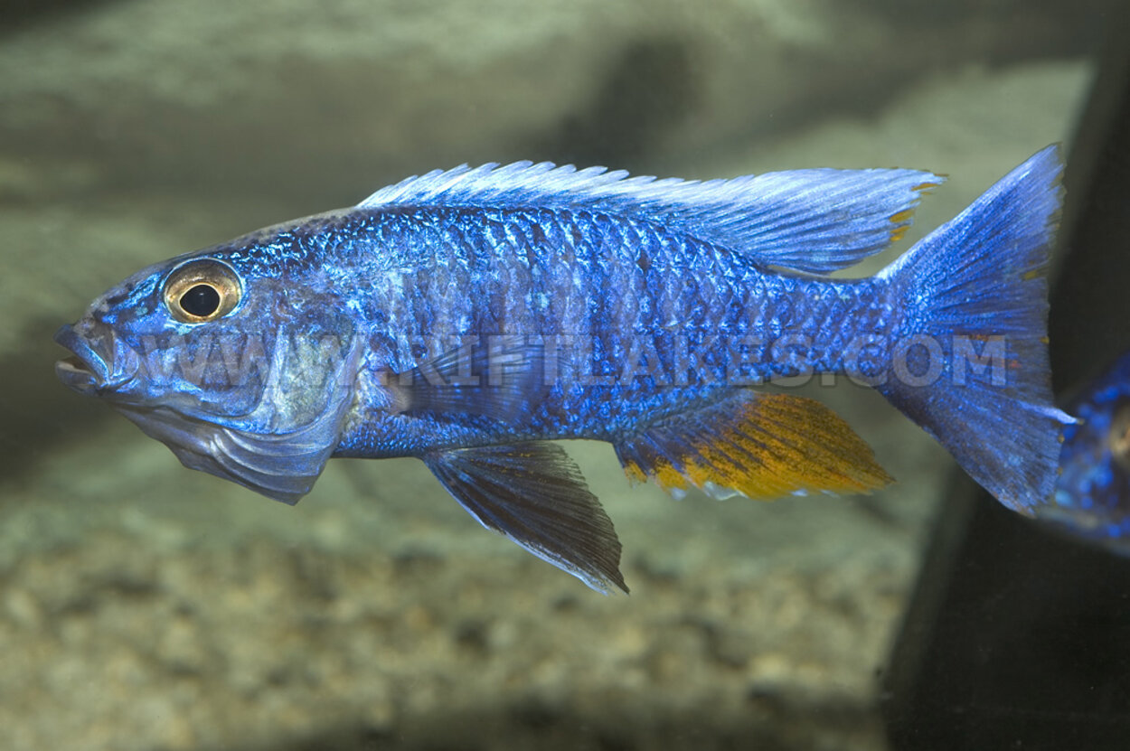 Sciaenochromis fryeri