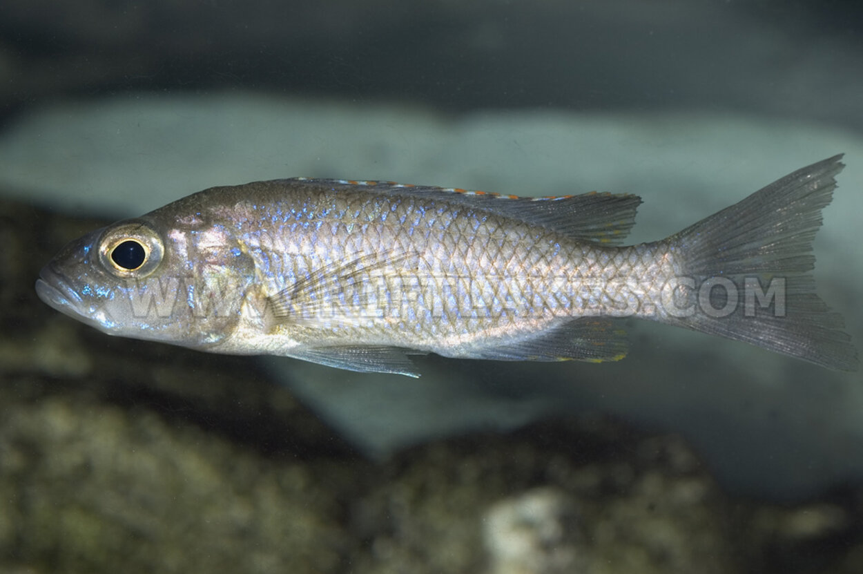 Sciaenochromis fryeri