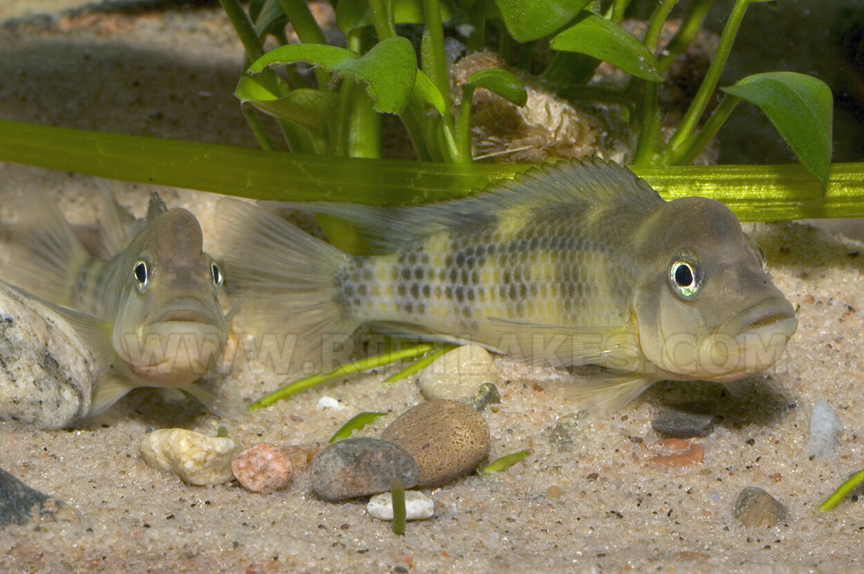 Steatocranus casuarius