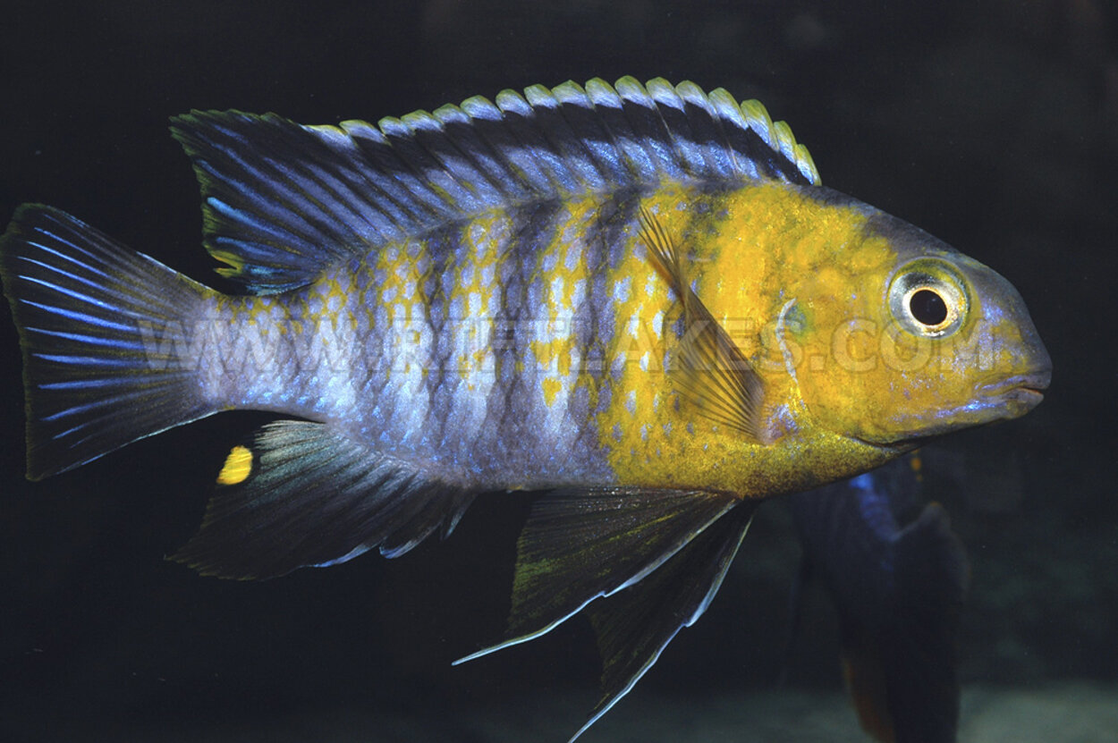 Tropheops sp. "red cheek", Likoma Island