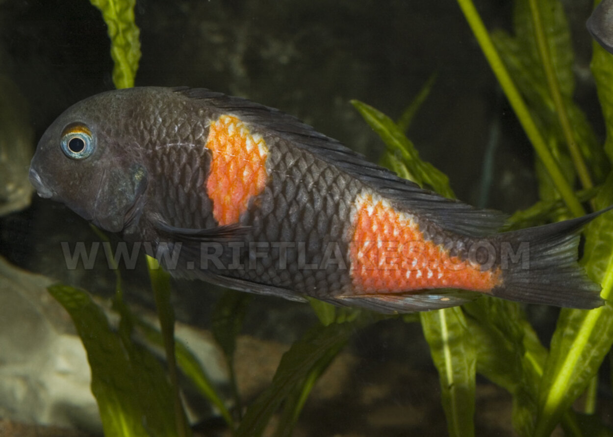 Tropheus sp. 