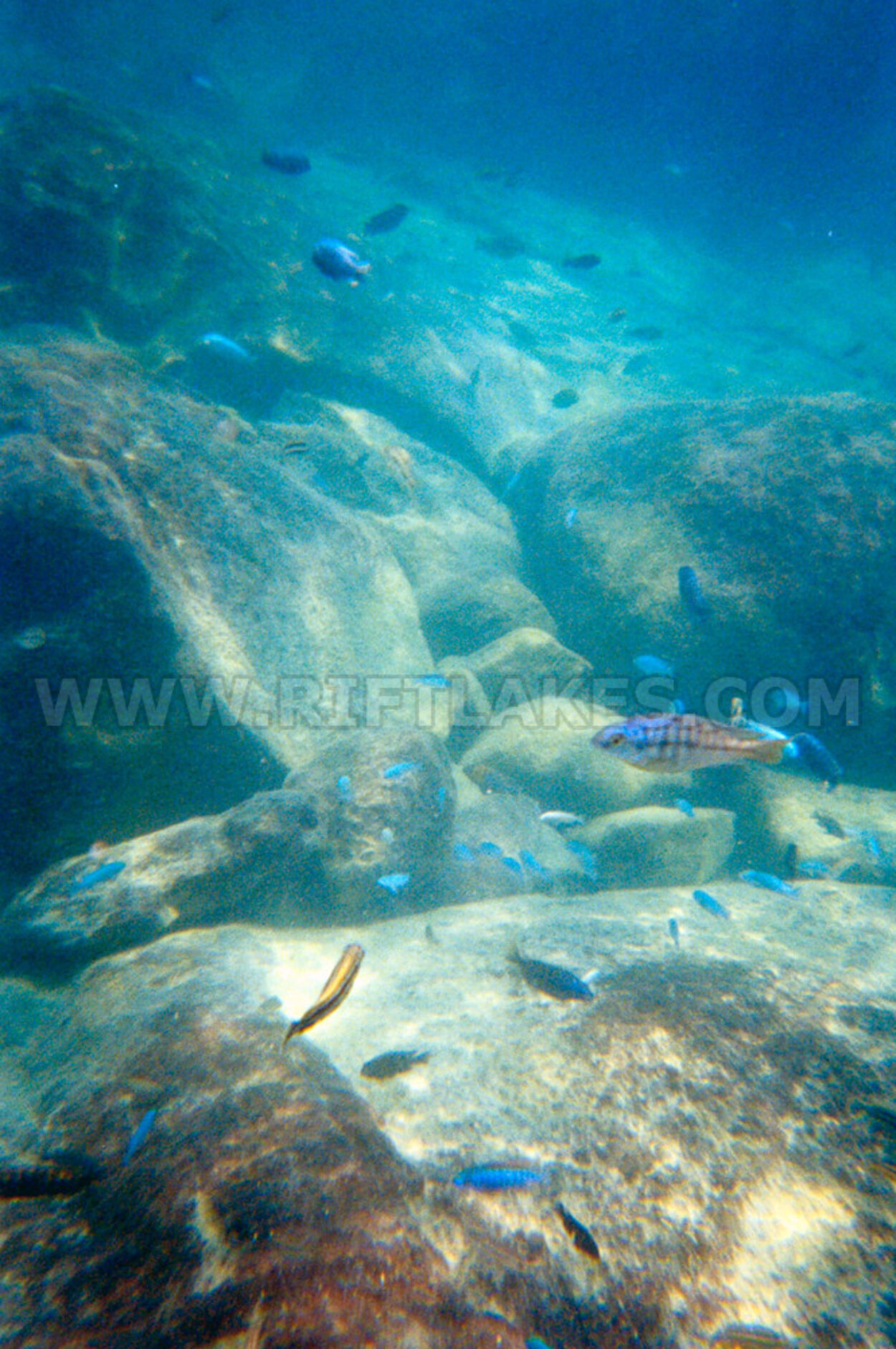 Mbuna-biotop vid Thumbi West Island