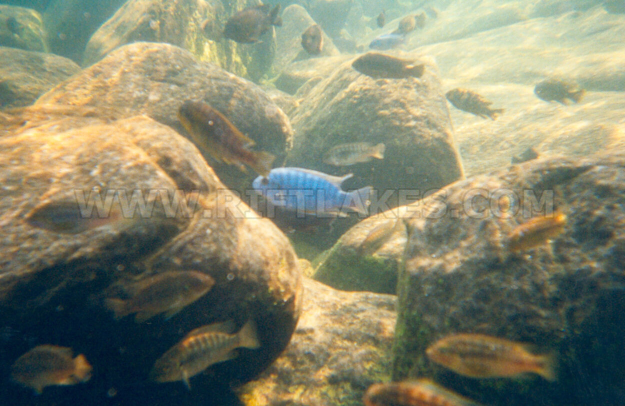 Mbuna-biotop vid Maleri Island