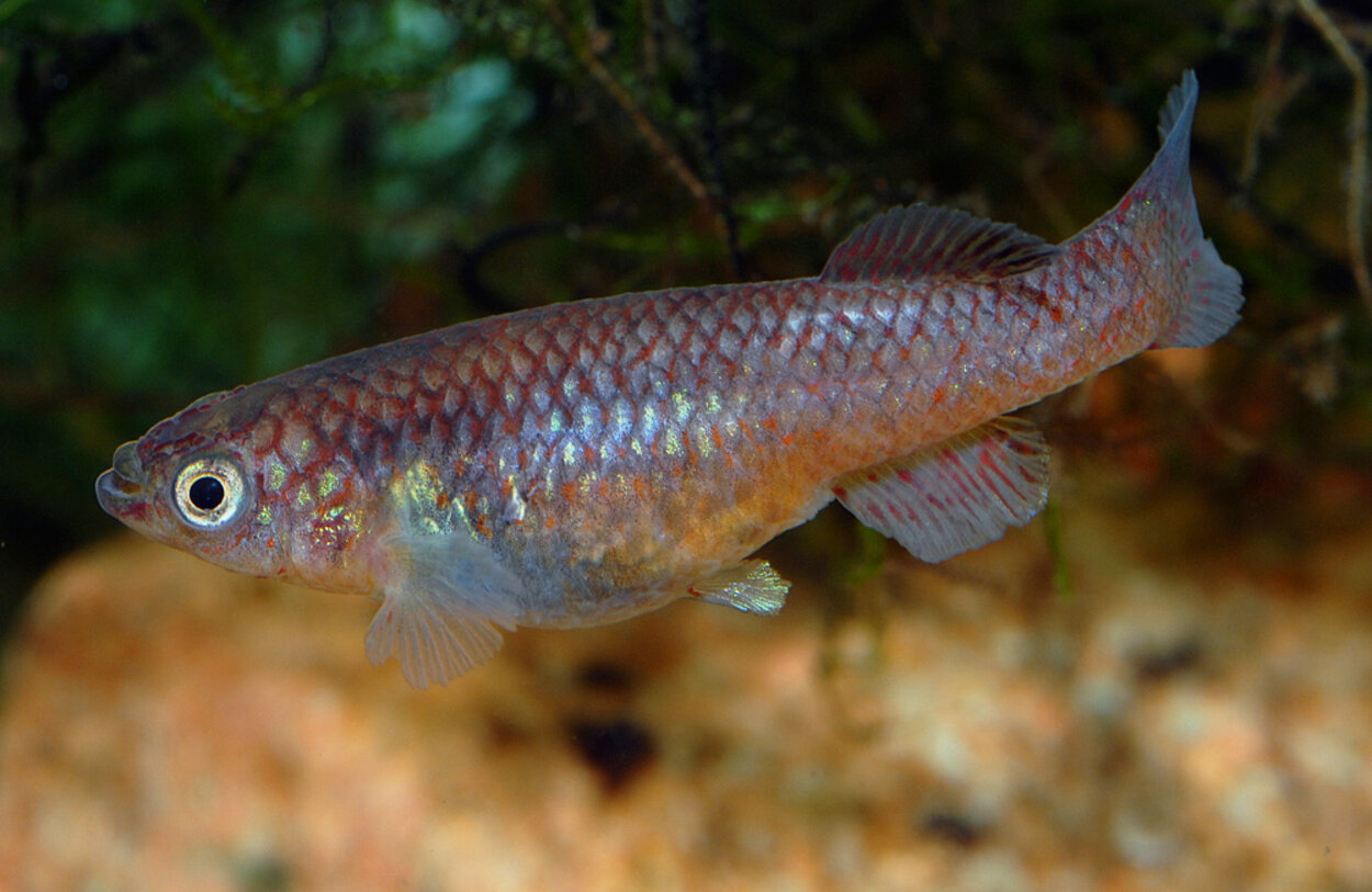 Fundulopanchax gardneri nigerianus "P82"