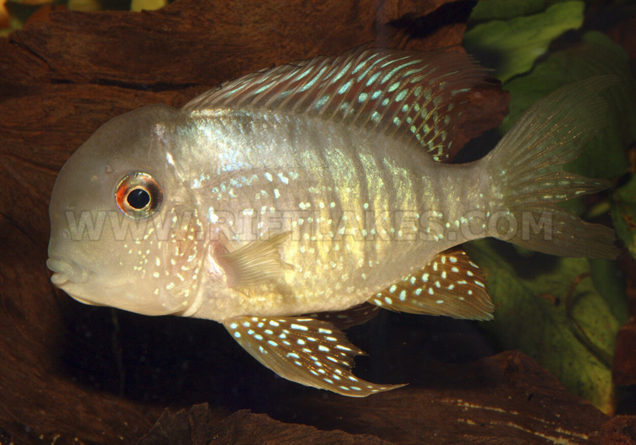 Gymnogeophagus balzanii