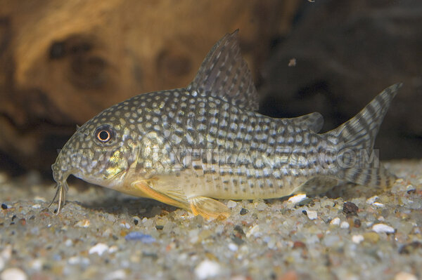 Corydoras sterbai