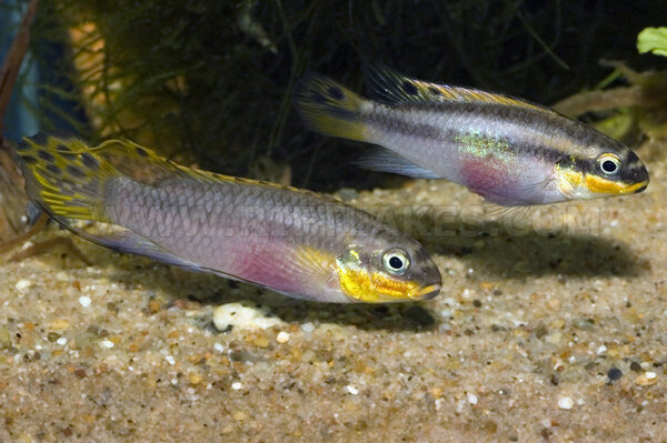 Pelvicachromis taeniatus, Nange