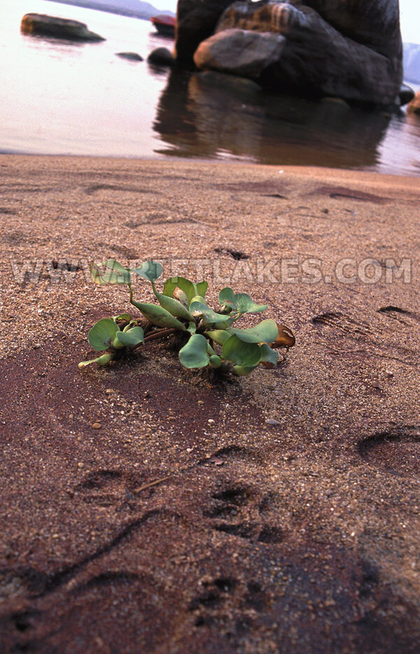 En vattenhyacint på stranden vid Kambiri Point