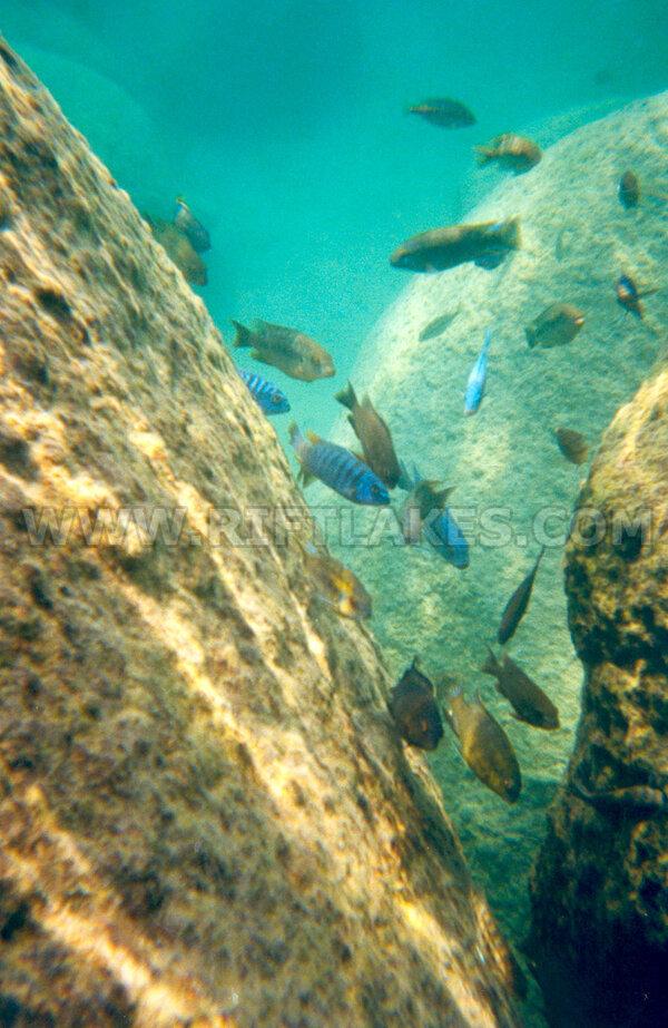 Mbuna-biotop vid Otter Point