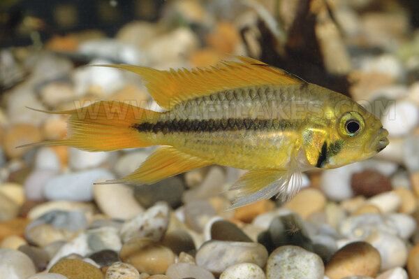 Apistogramma cacatuoides