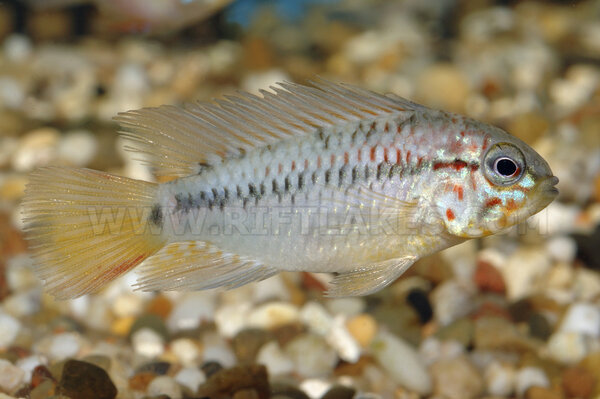 Apistogramma macmasteri