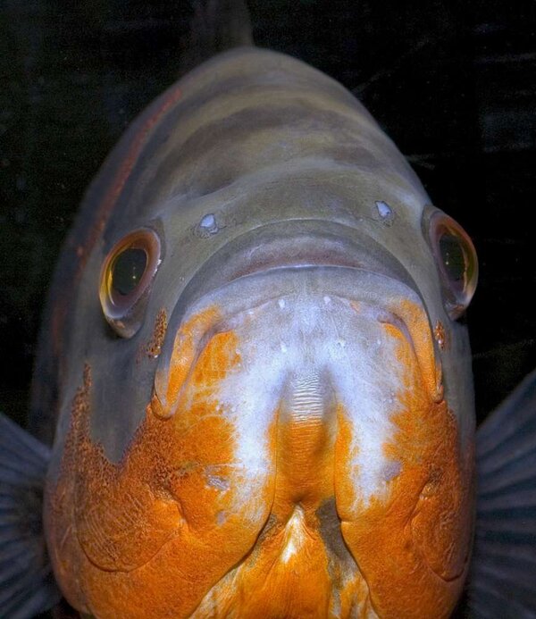 Astronotus ocellatus