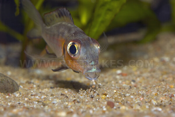 Callochromis macrops, Tanzania