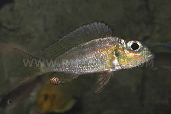 Callochromis macrops, Tanzania