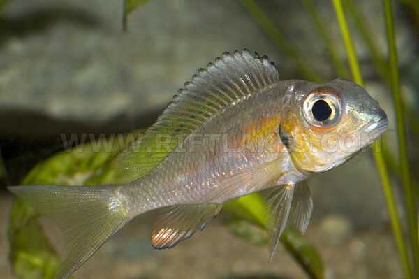 Callochromis macrops, Tanzania