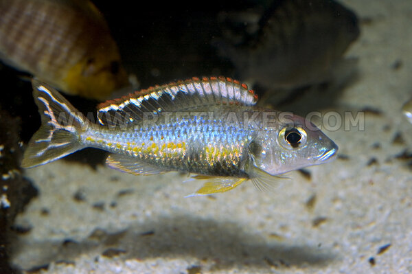 Callochromis pleurospilus