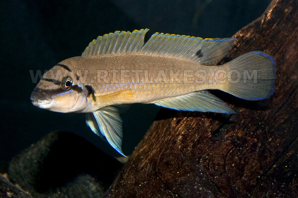 Chalinochromis brichardi, Magara