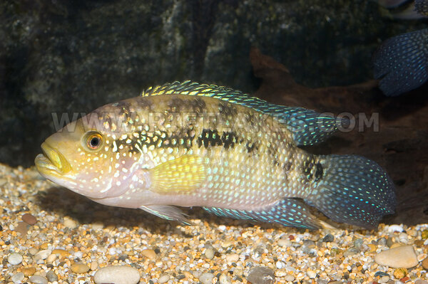 Cichlasoma amazonarum ?