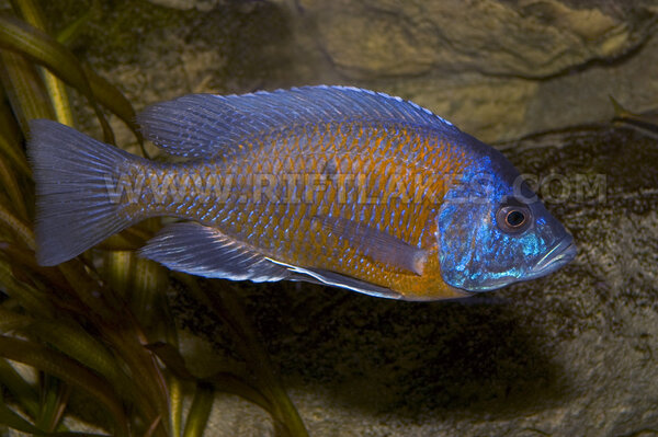 Copadichromis borleyi, Kadango