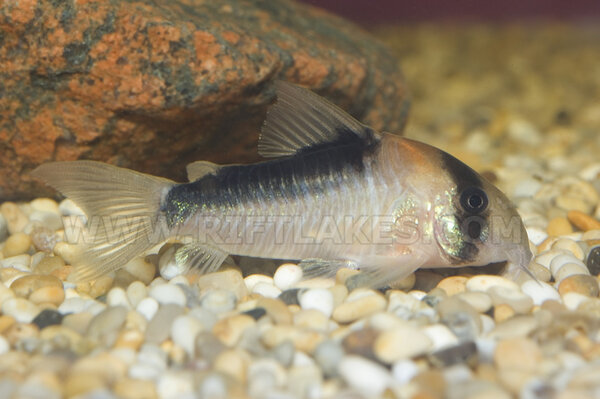 Corydoras adolfoi