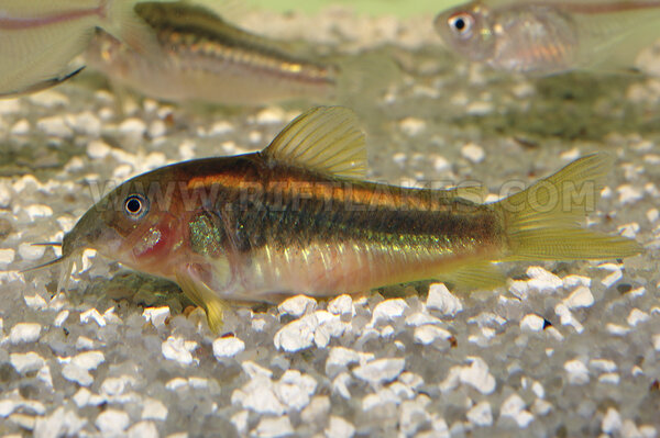 Corydoras cf. aeneus