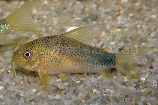 Corydoras similis